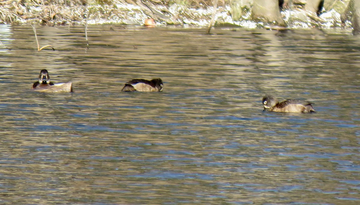 Ring-necked Duck - ML545900071