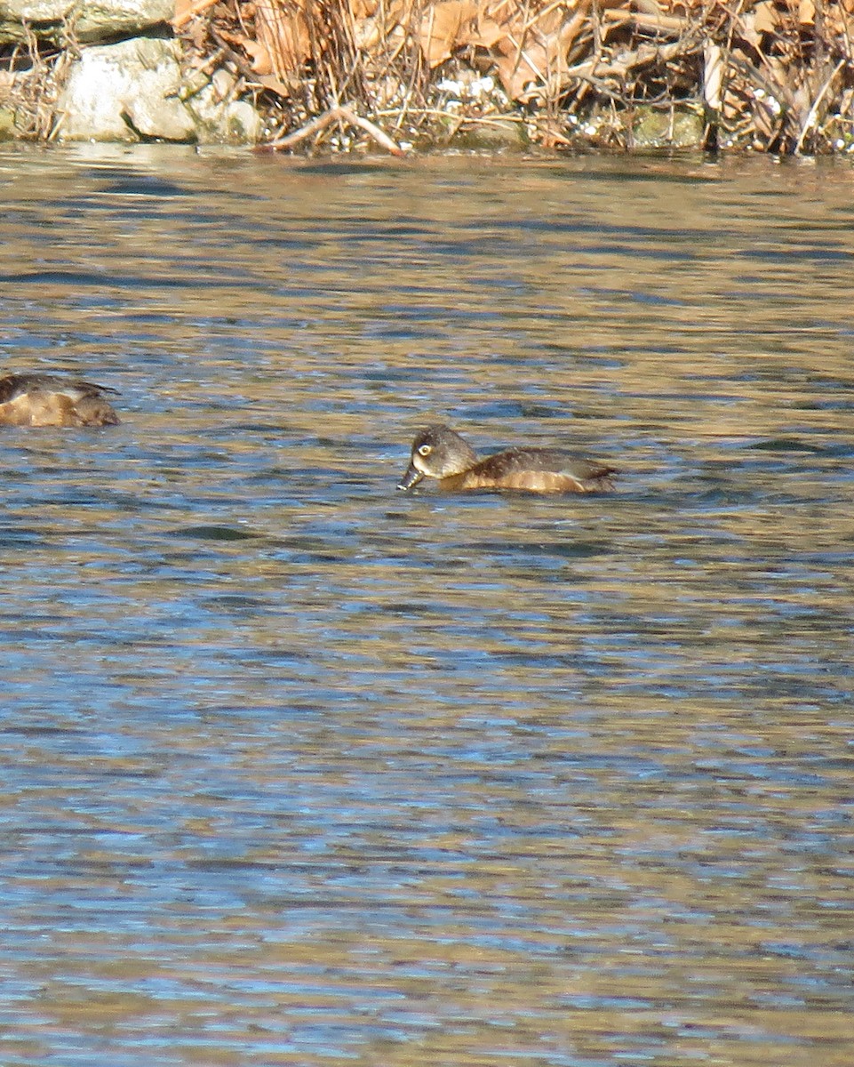 Ring-necked Duck - ML545900081