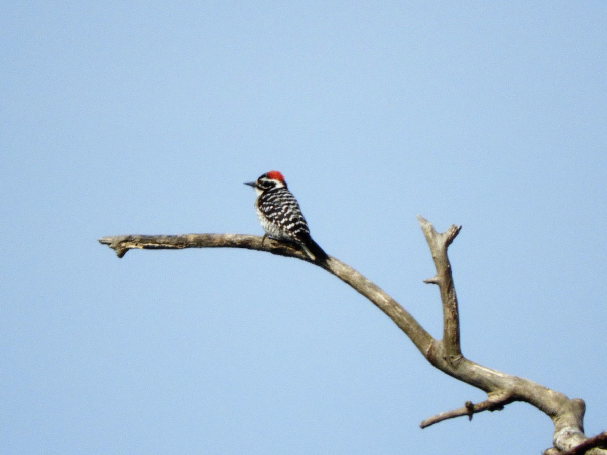 Nuttall's Woodpecker - ML545900701