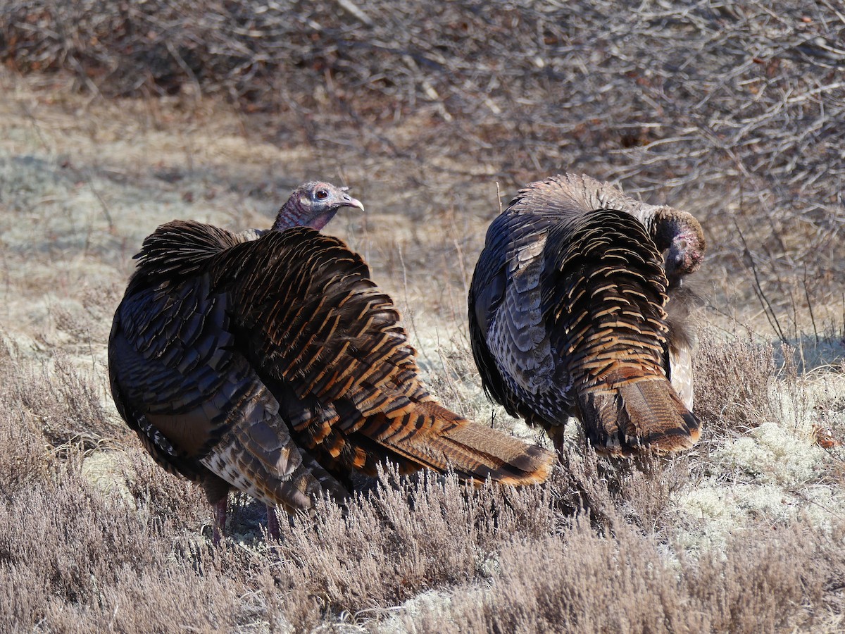 Wild Turkey - ML54590071