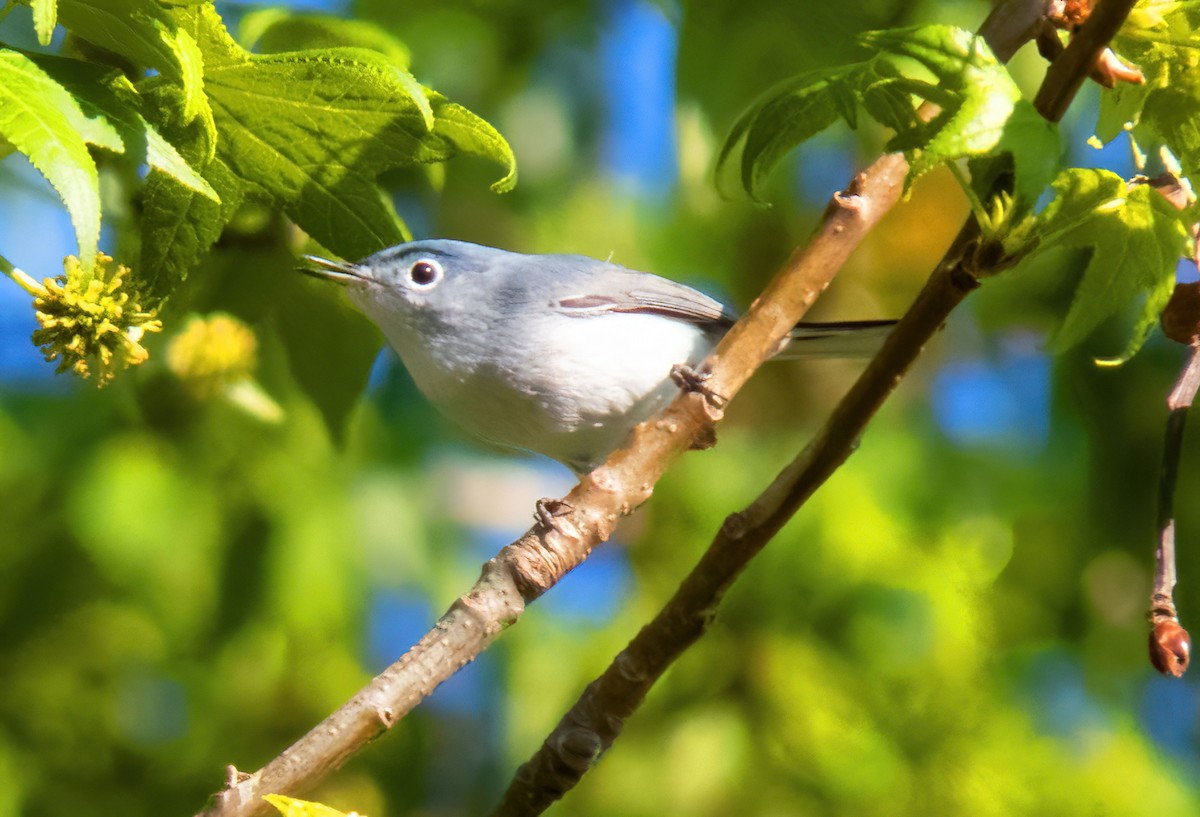 Blue-gray Gnatcatcher - ML545901281