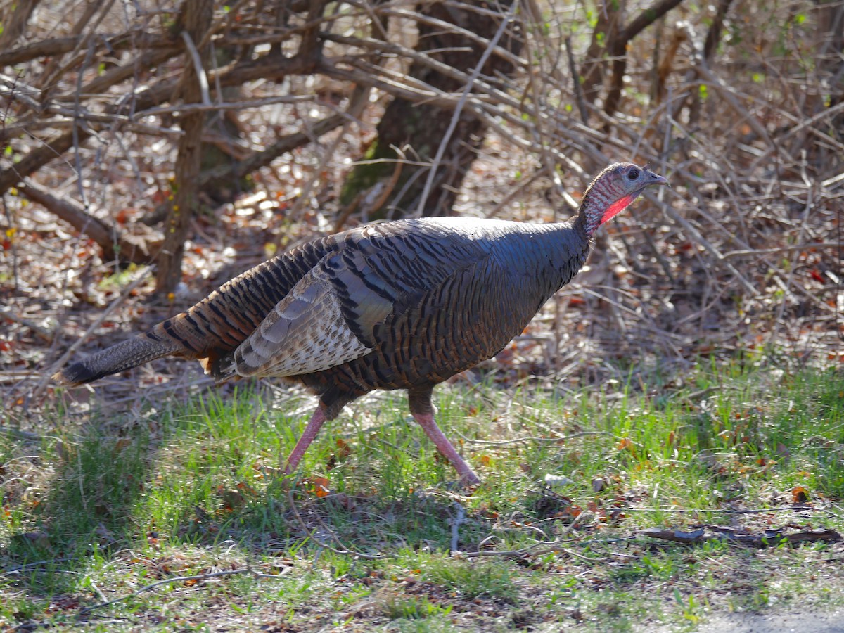 Wild Turkey - ML54590131