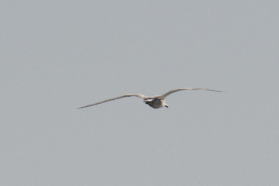 Одуэнова чайка - ML545901681