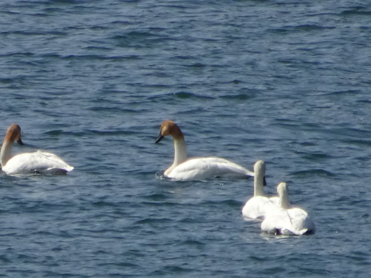 Trumpeter Swan - ML545901691