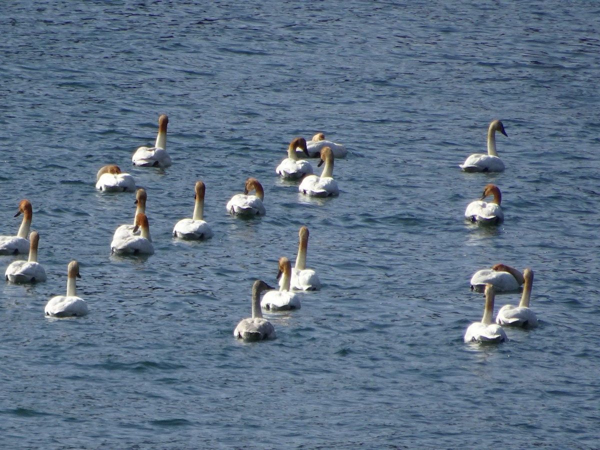 Trumpeter Swan - ML545901701