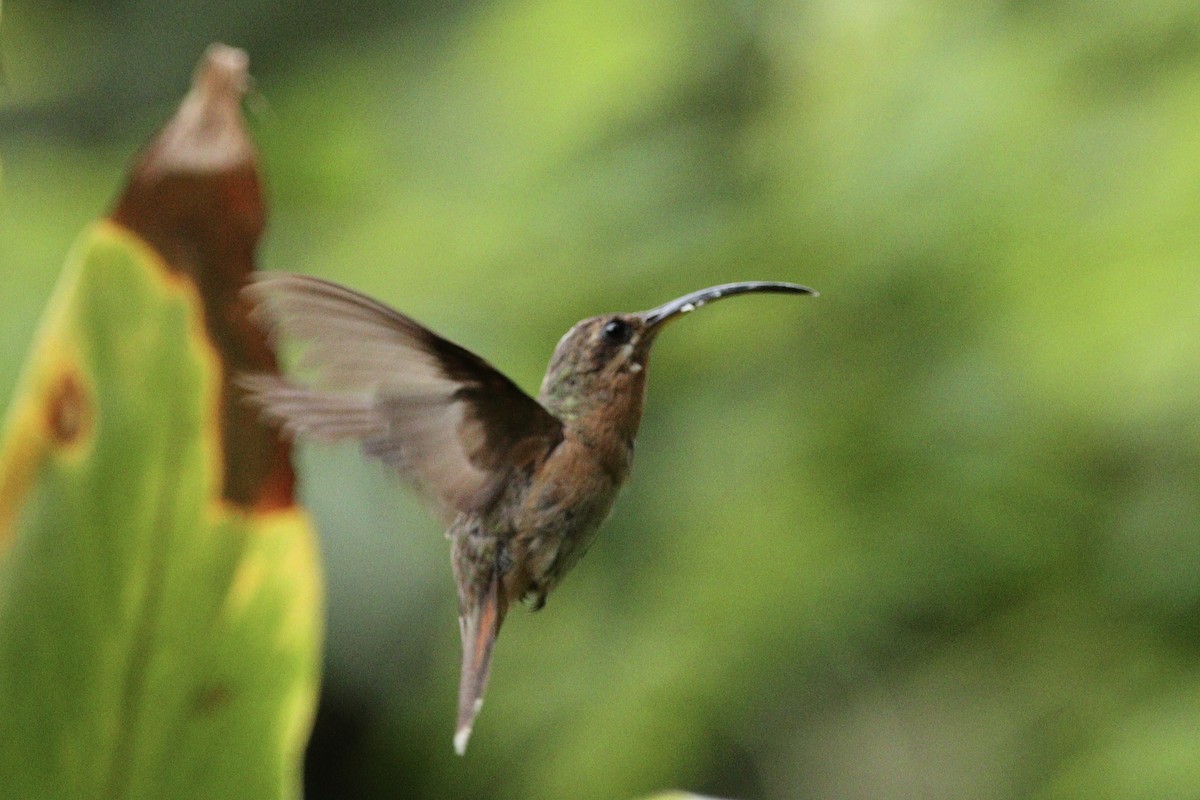 Rufous-breasted Hermit - ML545901901