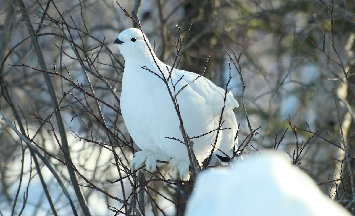 Willow Ptarmigan - ML545902541