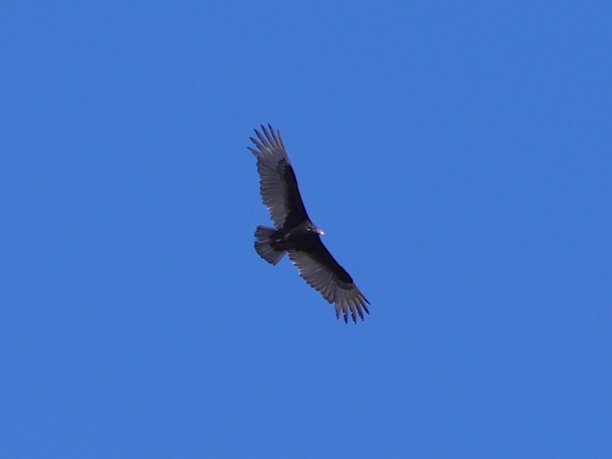 Turkey Vulture - Jeffrey Thomas