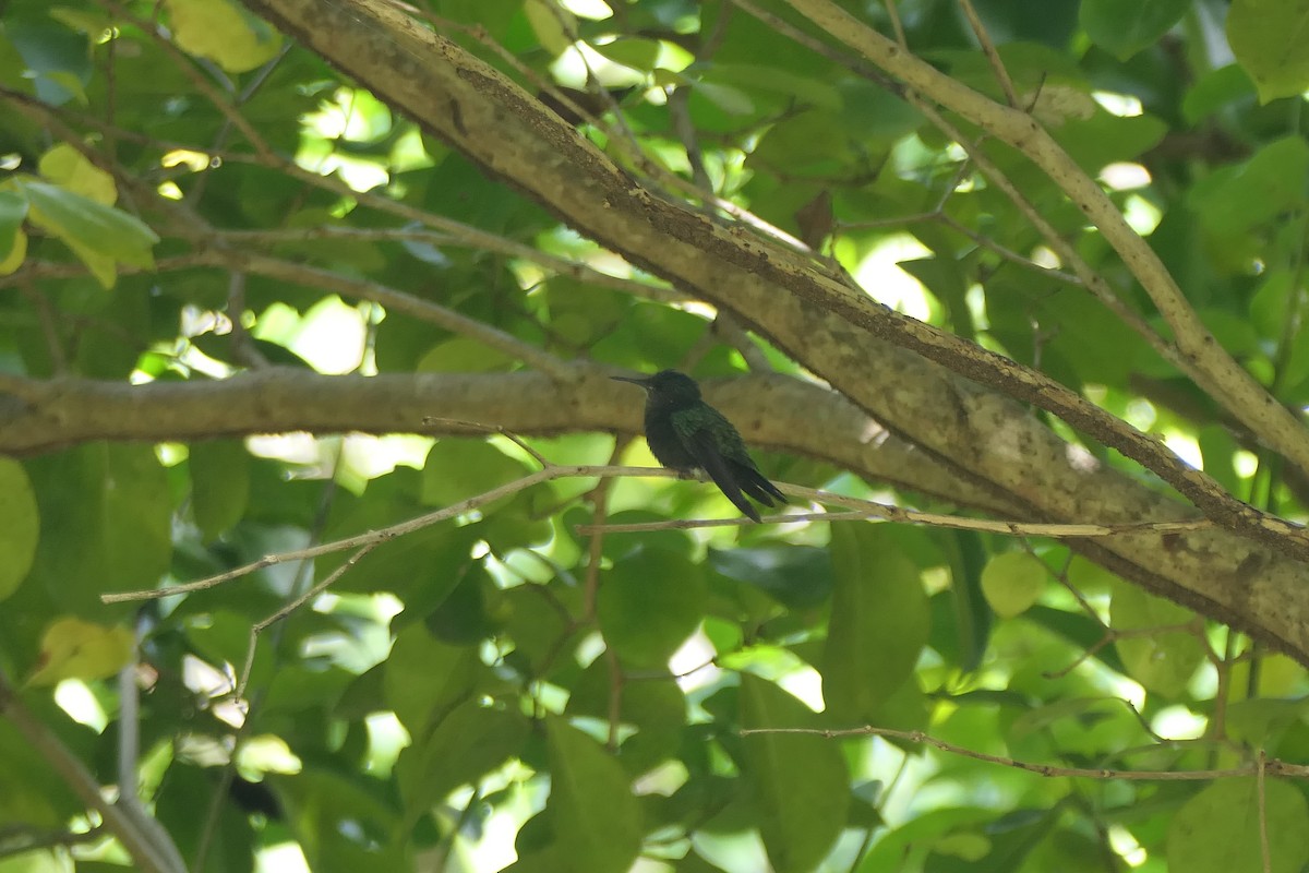 Antillean Crested Hummingbird (Grenadines and Grenada) - ML545903381
