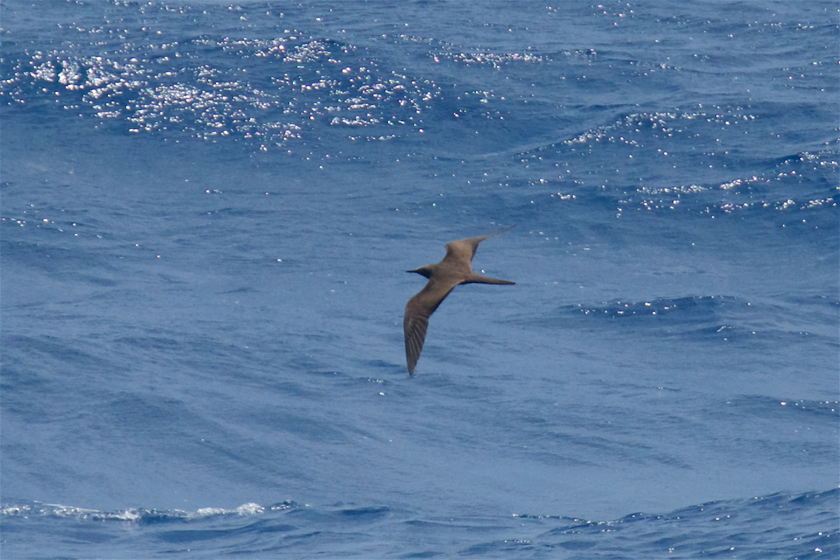 Brown Noddy - ML54590361