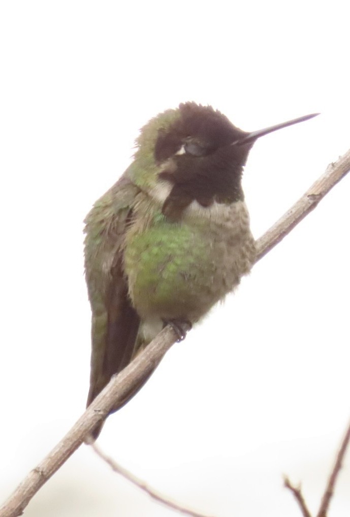 Anna's Hummingbird - ML545903661