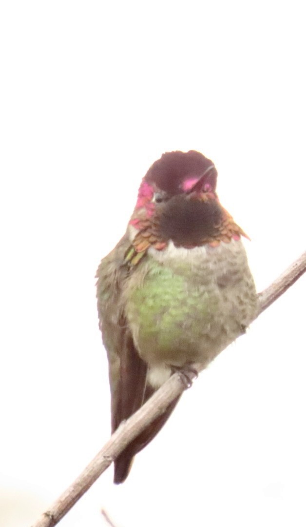 Anna's Hummingbird - ML545903671