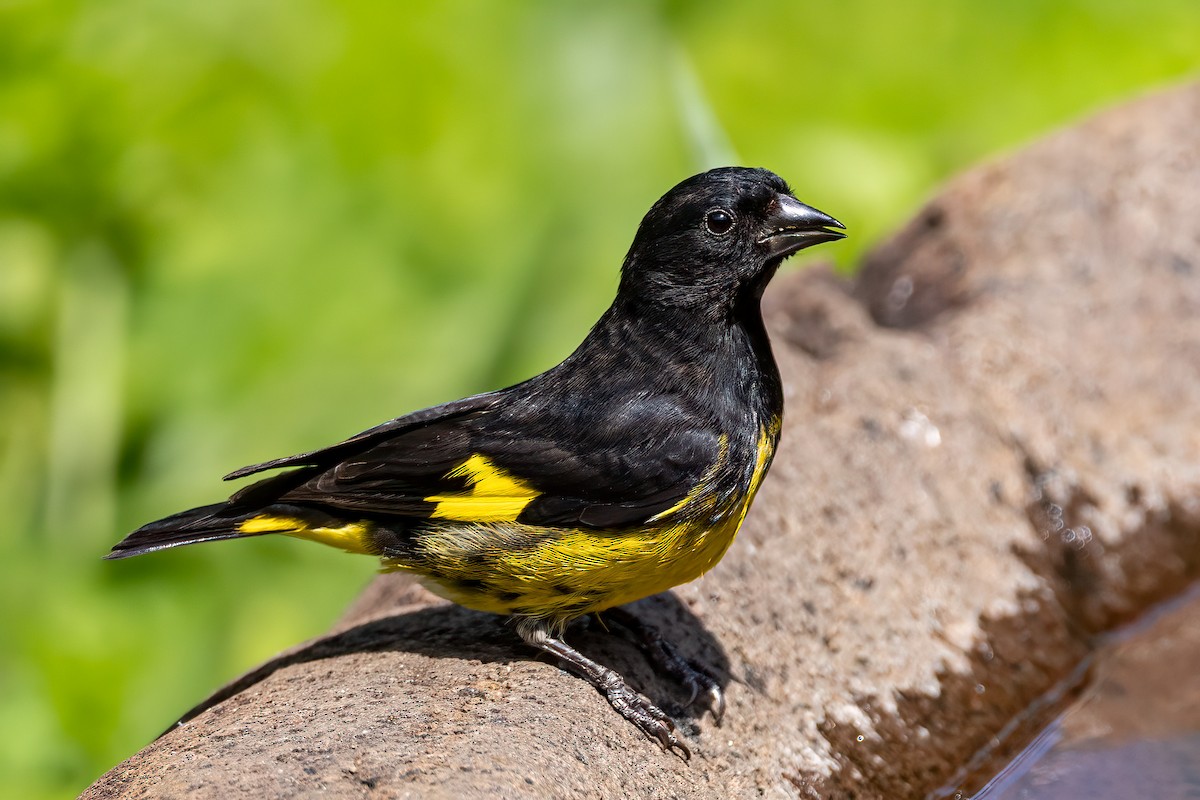 Yellow-bellied Siskin - ML545904081