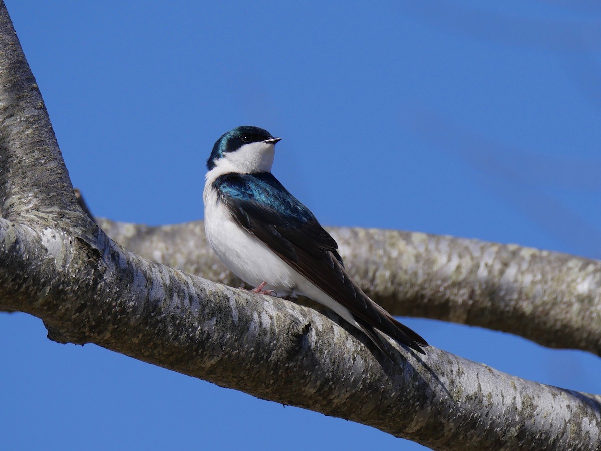 Golondrina Bicolor - ML54590431