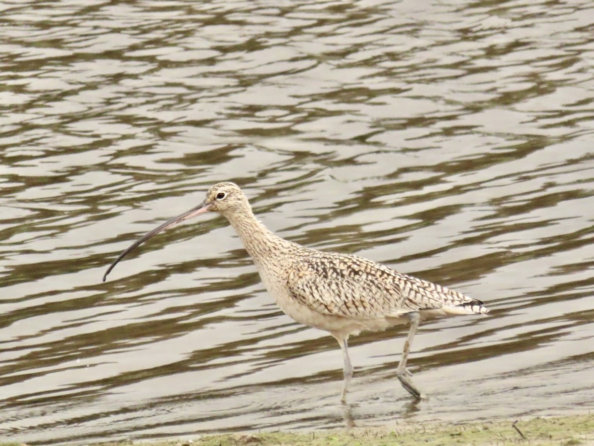 Long-billed Curlew - ML545904341