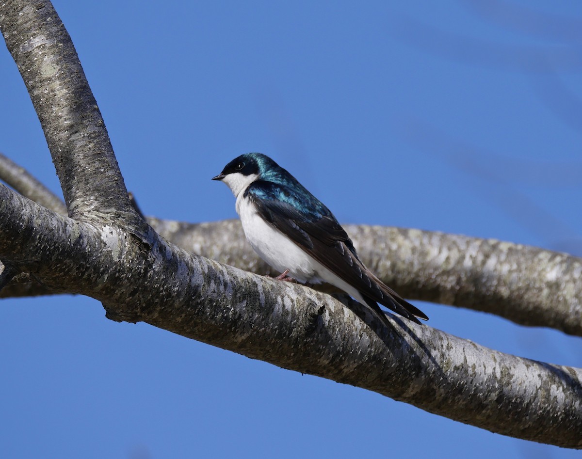 Tree Swallow - ML54590491