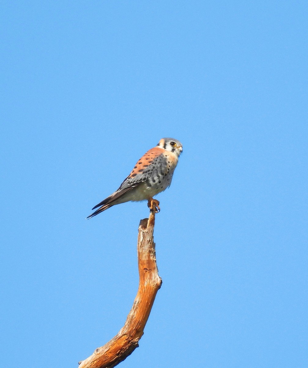 American Kestrel - ML545905231