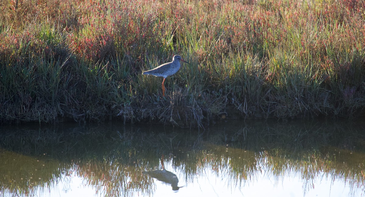 Common Redshank - ML545905631