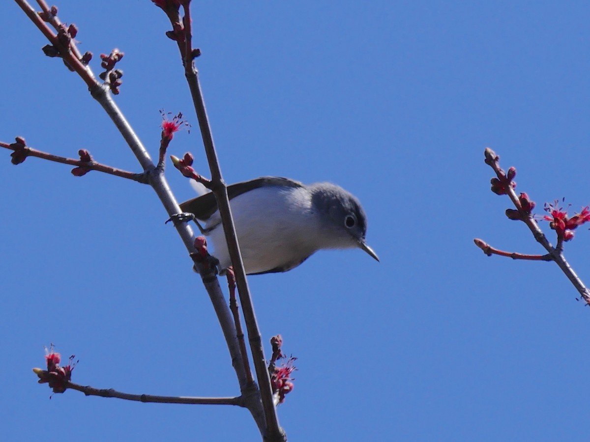 Blue-gray Gnatcatcher - ML54590611