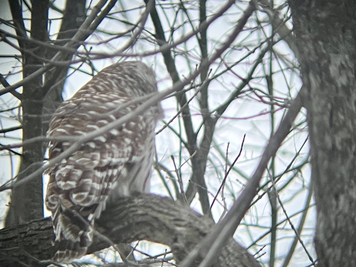 Barred Owl - ML545907181