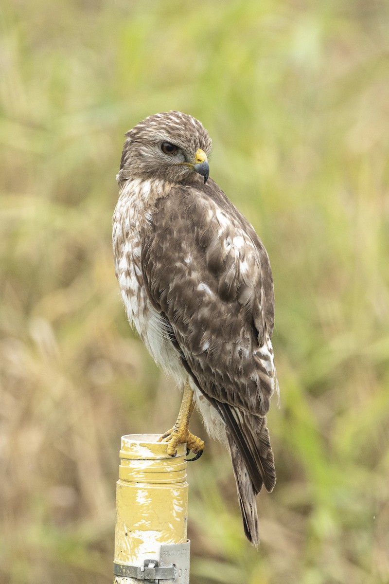 Red-shouldered Hawk - ML545907681