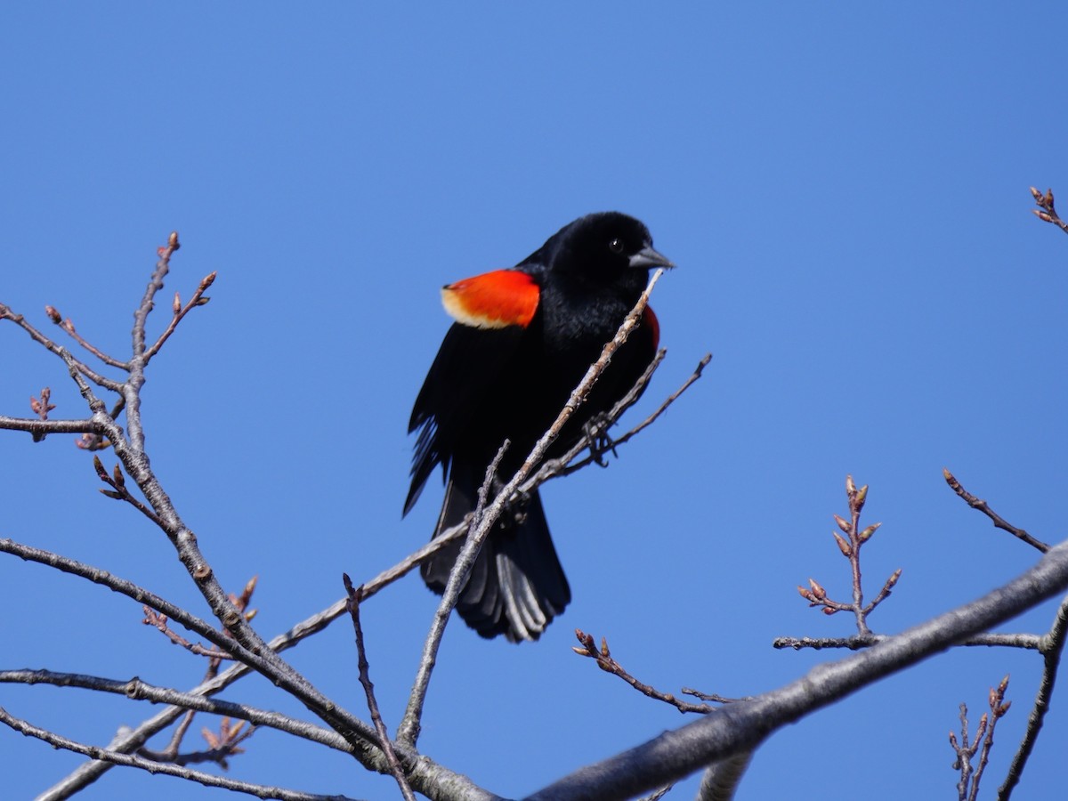 Red-winged Blackbird - ML54590781