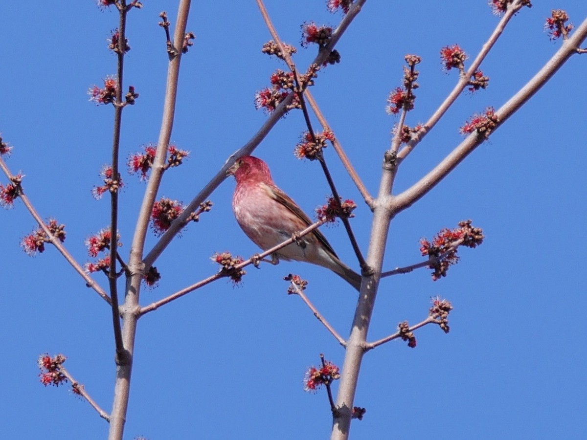 Purple Finch - ML54590811