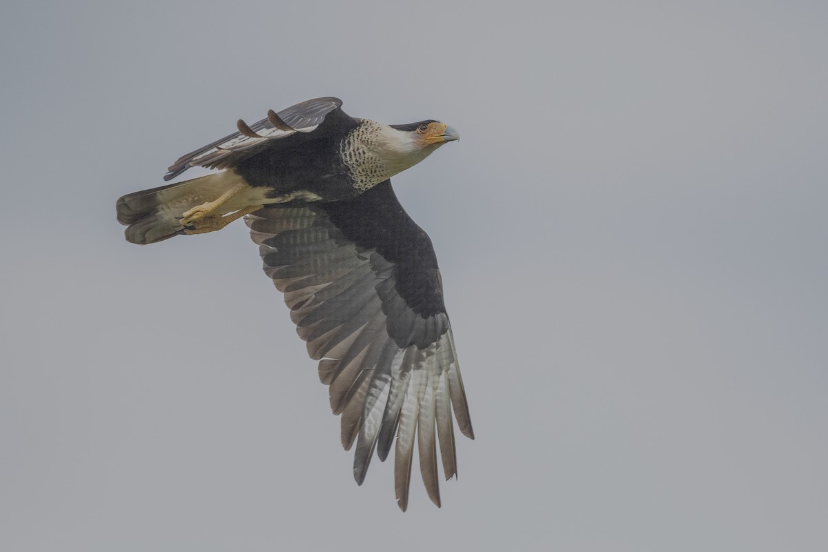 Crested Caracara - ML545908541