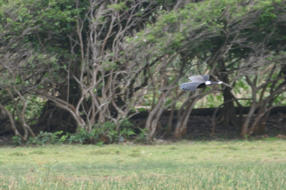 Snail Kite - ML545909631