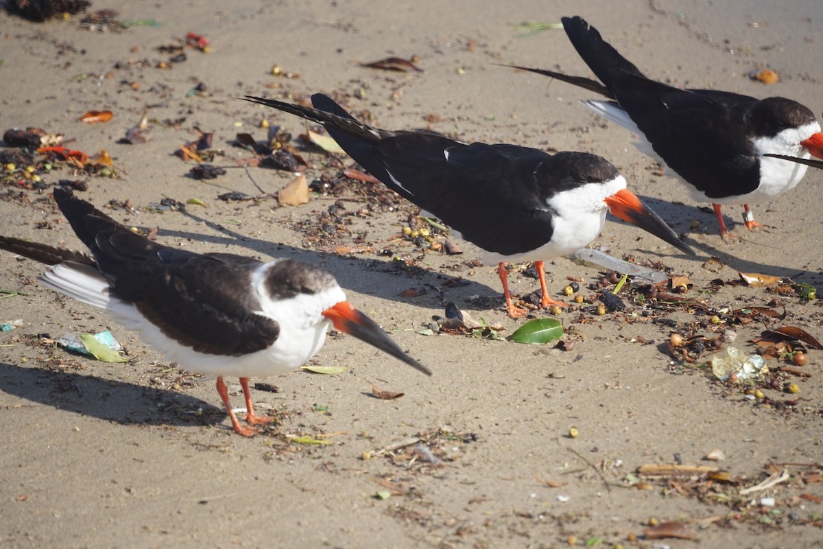 Black Skimmer - ML545909681