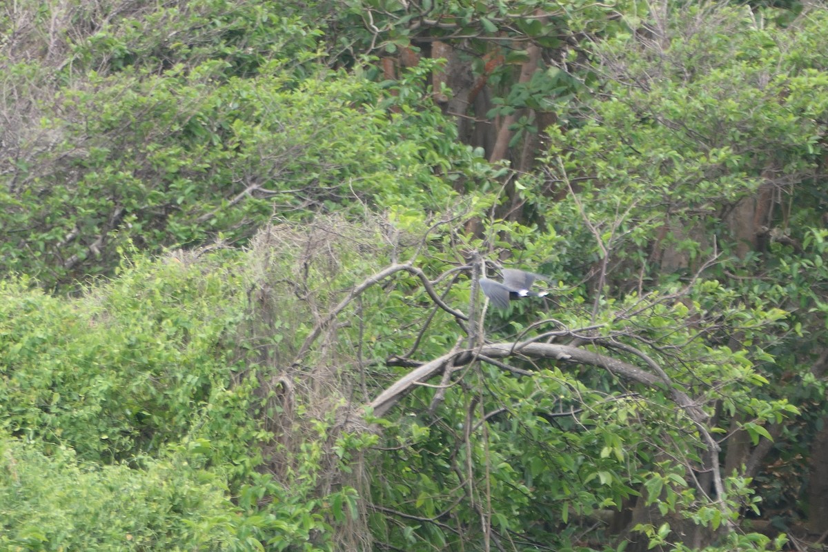 Snail Kite - ML545909711