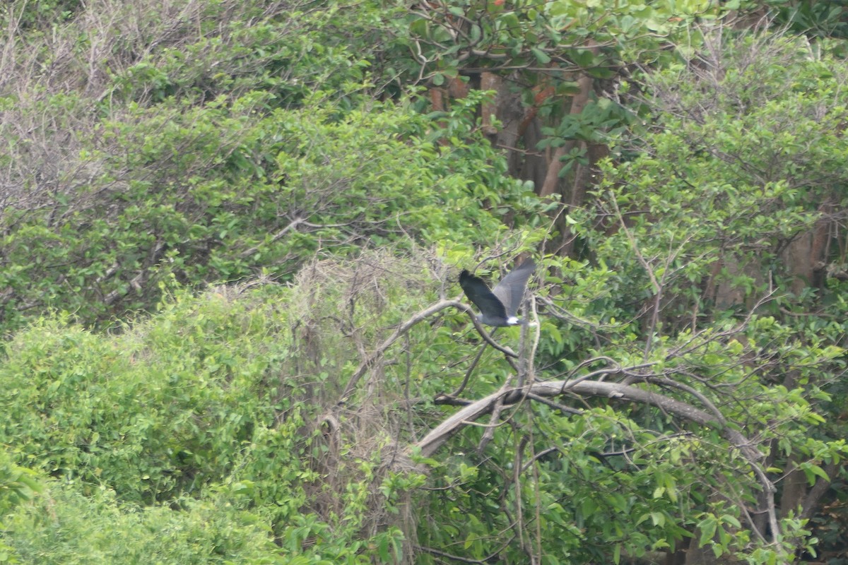 Snail Kite - ML545909721