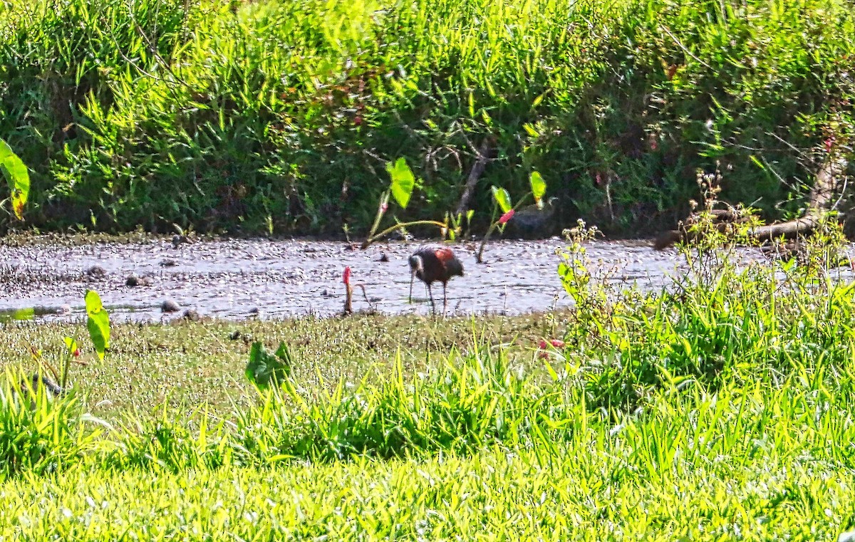 White-faced Ibis - Douglas Hall