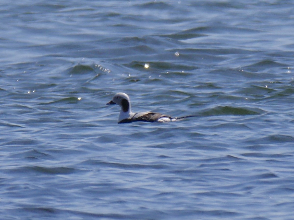 Long-tailed Duck - ML54590991