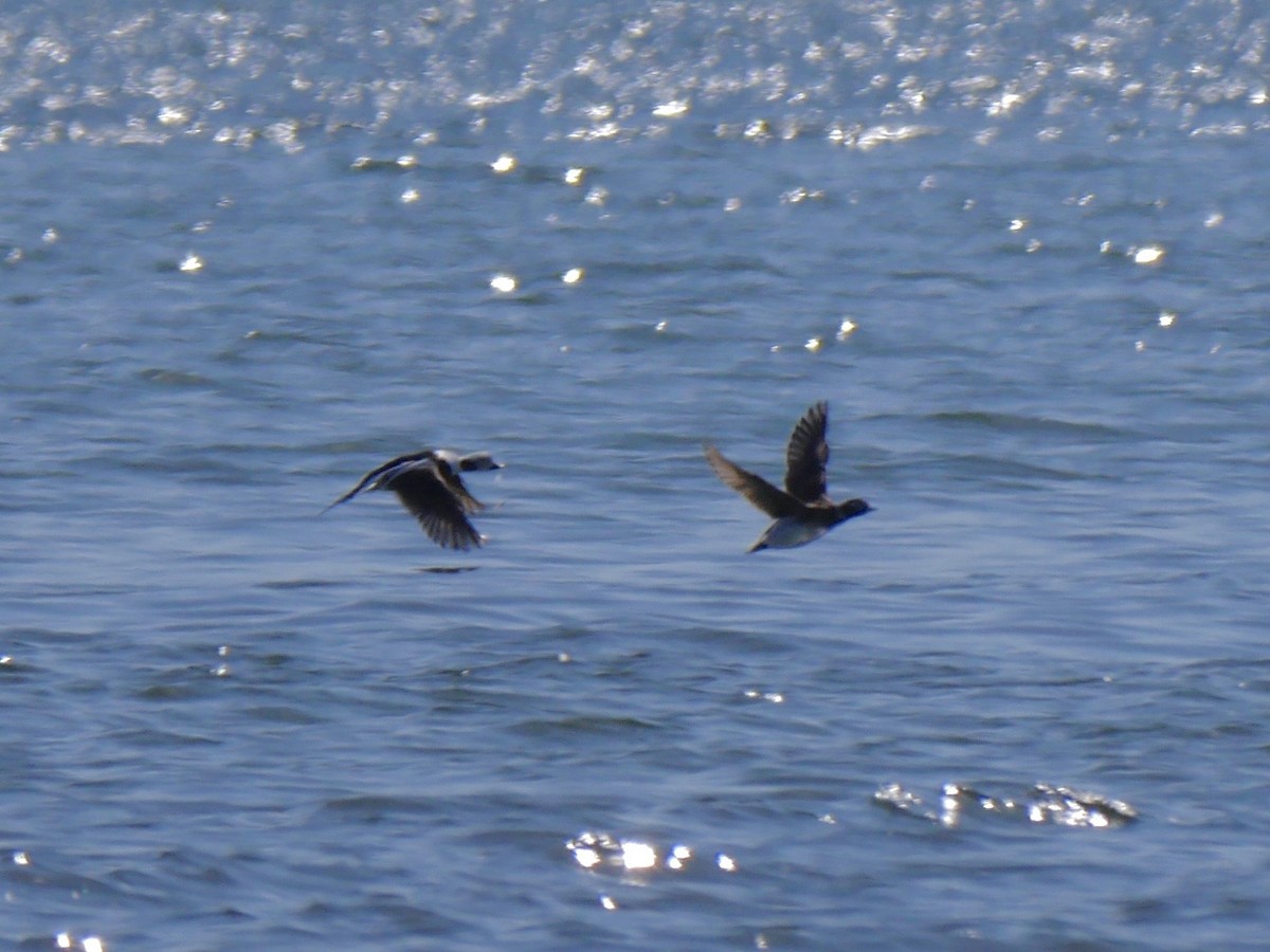 Long-tailed Duck - ML54591001