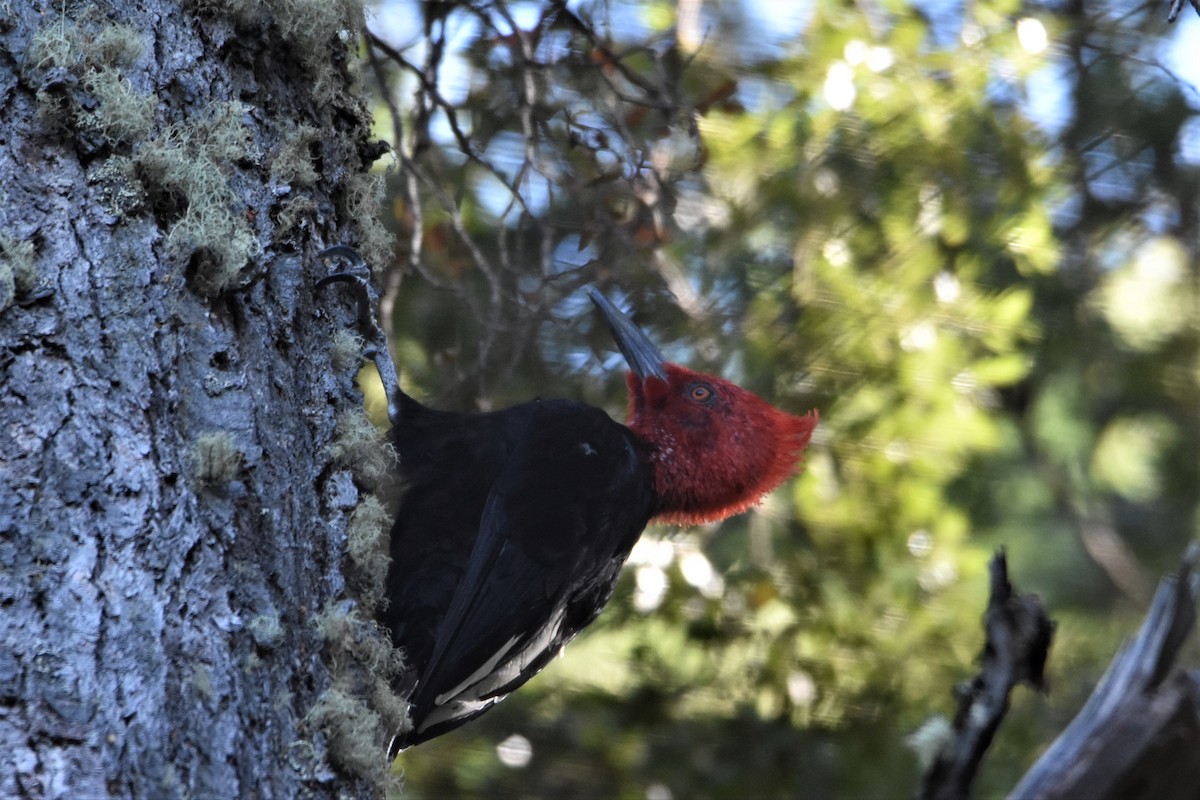 Magellanic Woodpecker - ML545910611