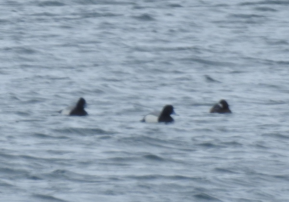 Тэнгисийн шумбуур - ML545911721