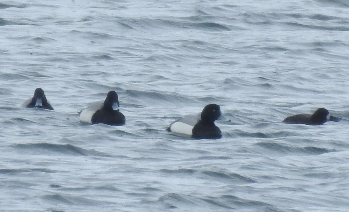 Тэнгисийн шумбуур - ML545911731