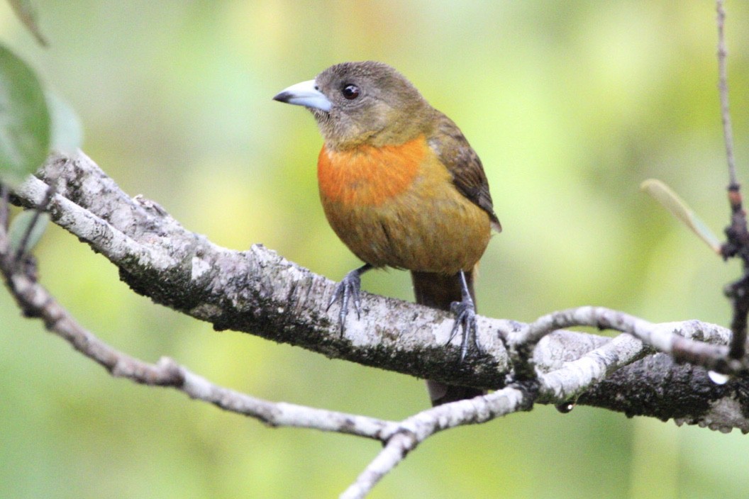 Scarlet-rumped Tanager - Quentin Nolan