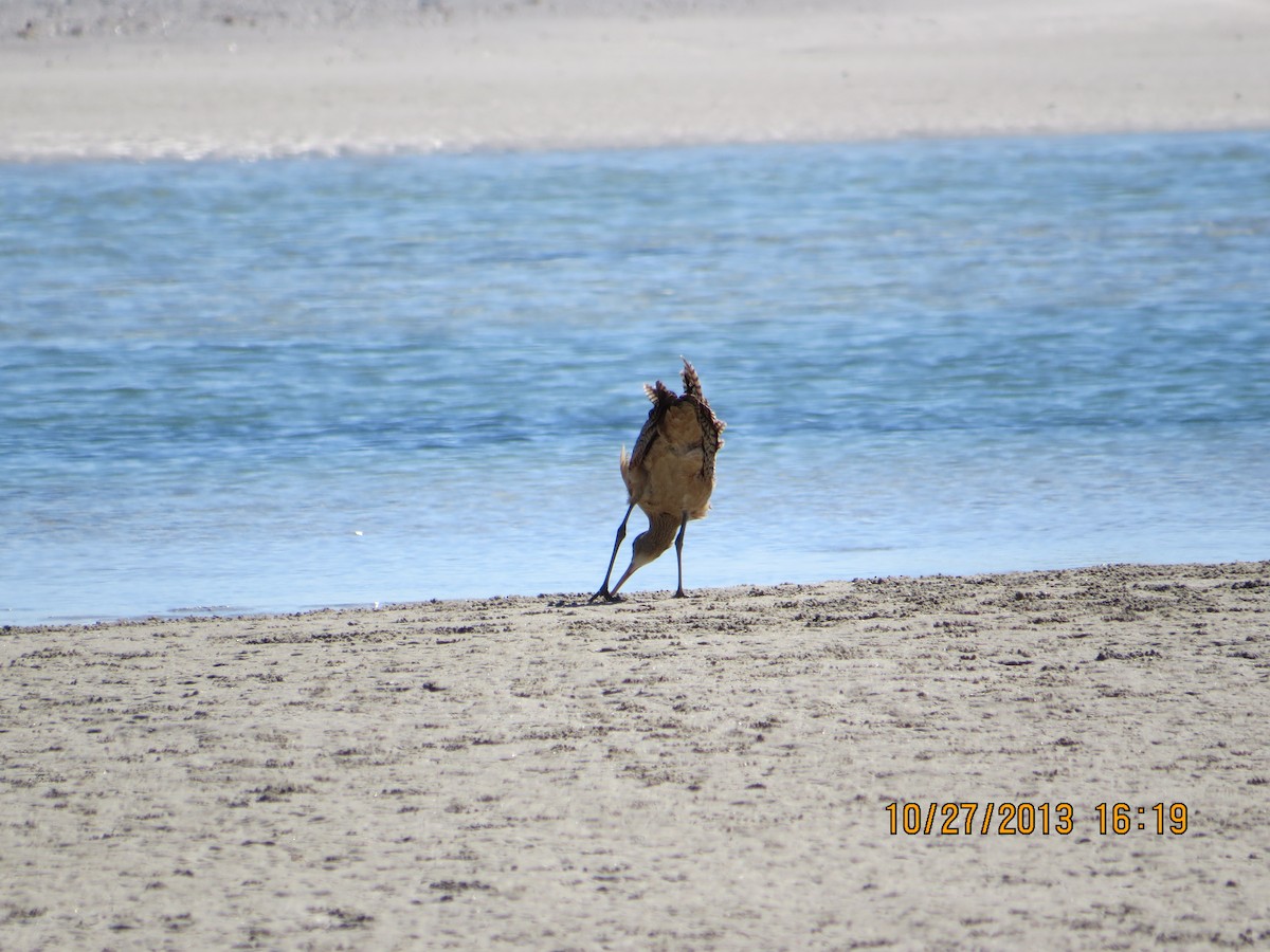 Rostbrachvogel - ML545912071