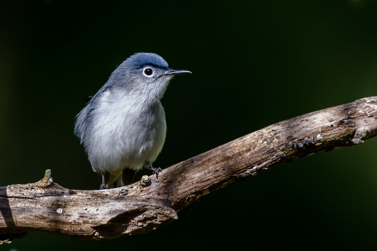 Blue-gray Gnatcatcher - ML54591261