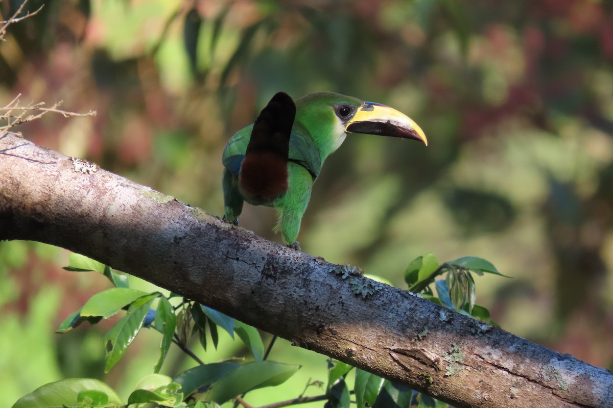 Northern Emerald-Toucanet - ML545913021