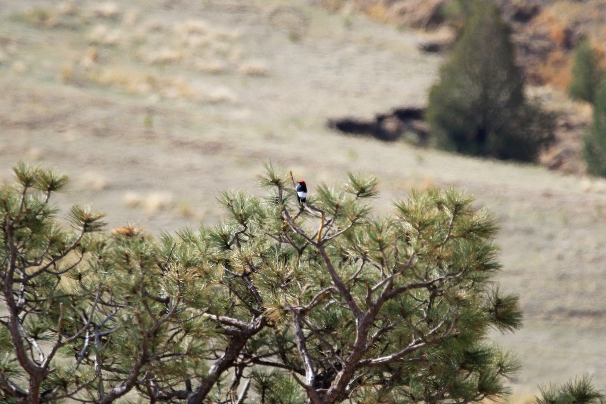 Red-headed Woodpecker - ML545913821
