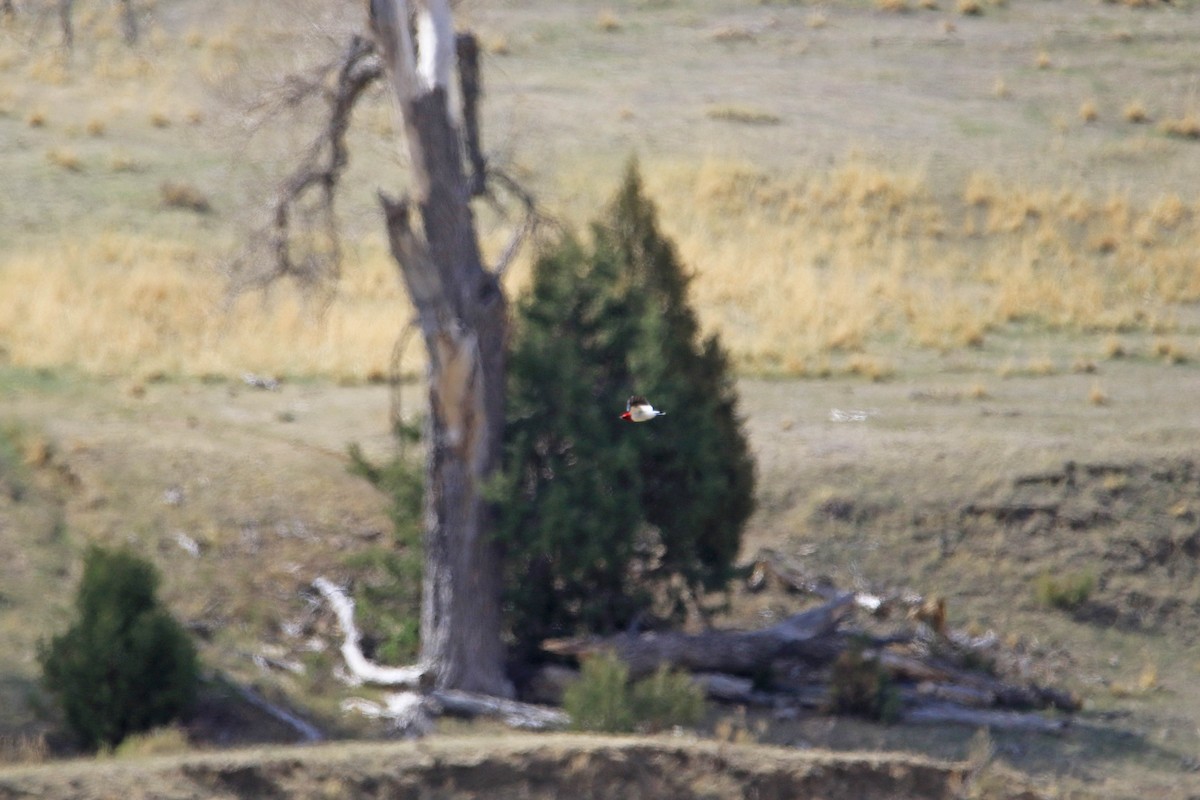Red-headed Woodpecker - ML545914001