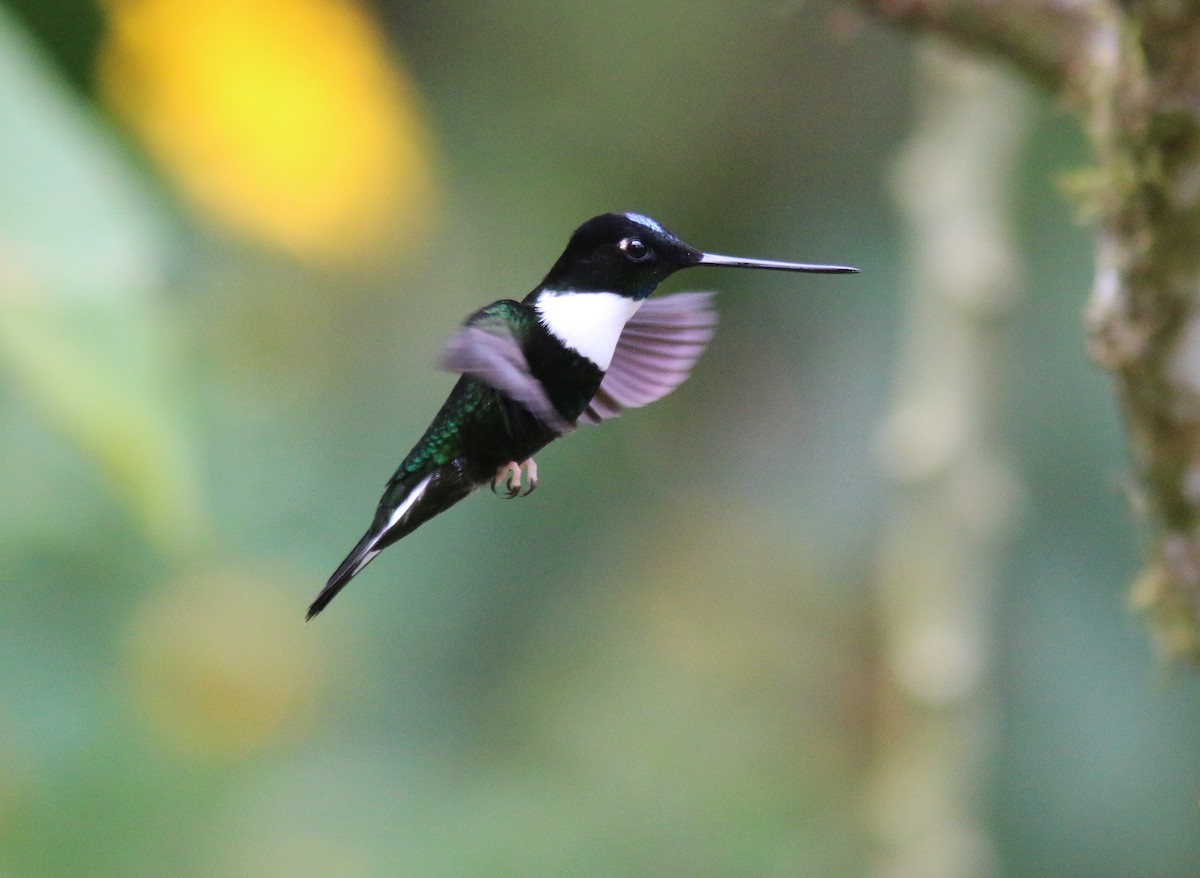 Collared Inca - Sylvie Robert