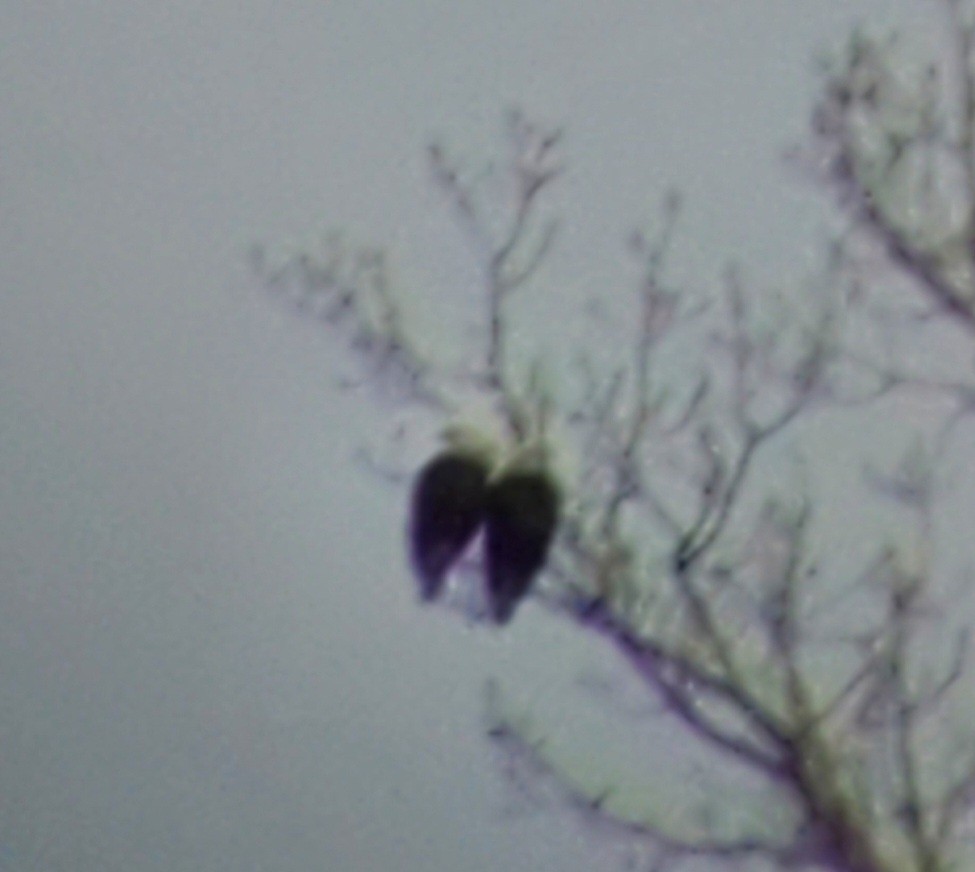 Bald Eagle - ML545914721