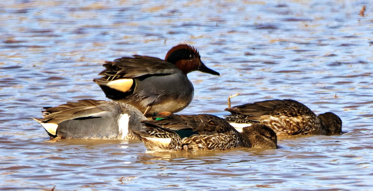 Green-winged Teal - mark hinton