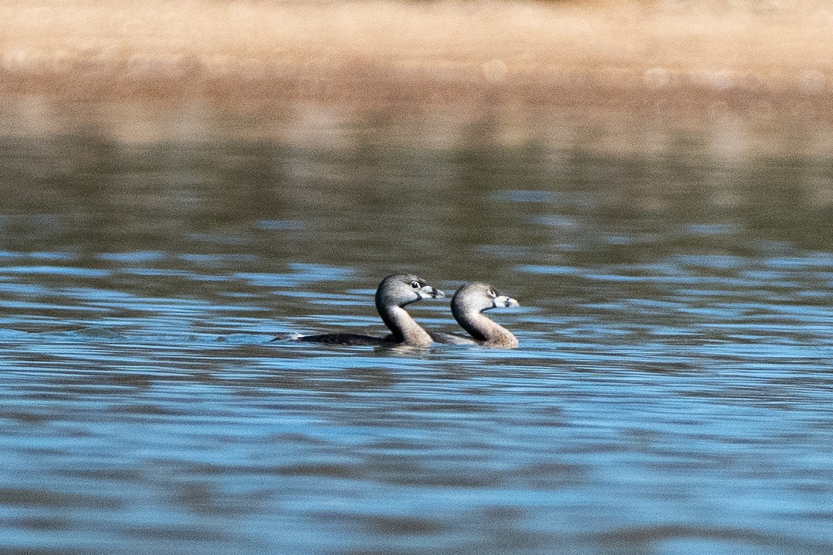 Pied-billed Grebe - ML545915571