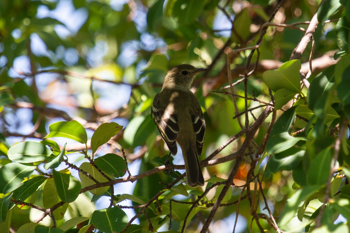 Caribbean Elaenia - ML545916321