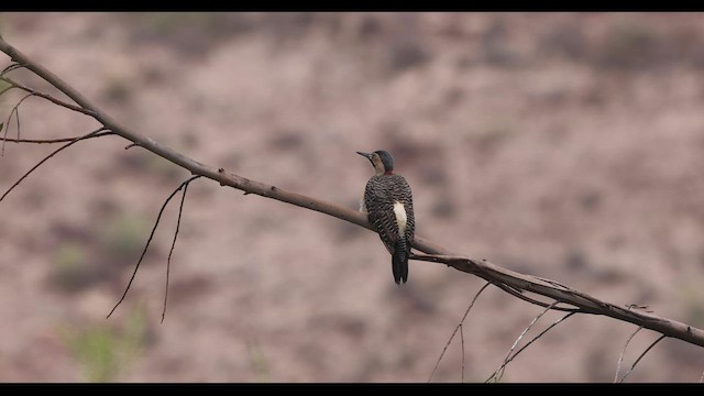 Andean Flicker (Southern) - ML545916591
